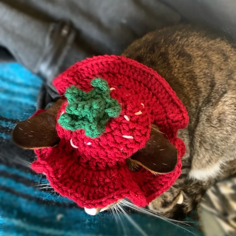 Strawberry Cat Hat